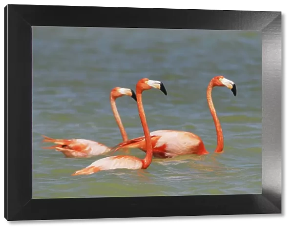 American Flamingo Rio Lagartos Reserve, Yucatan, Mexico