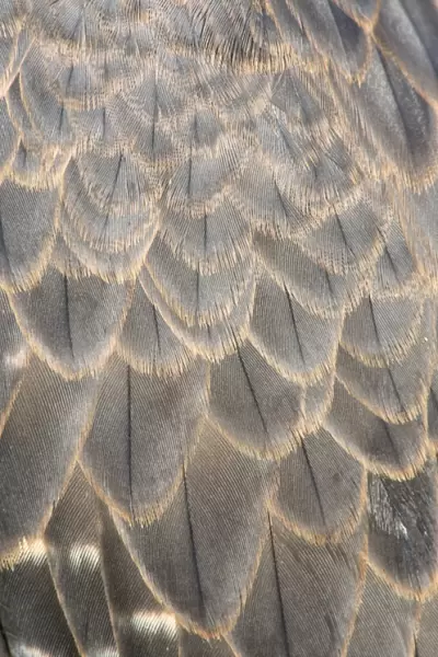 Peregrine Falcon - feathers