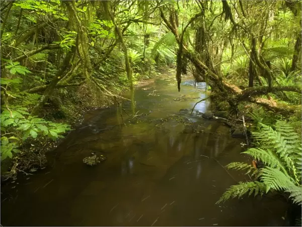 Rainforest - river flowing through lush temperate rainforest with different kinds of ferns and native trees - Catlins, Southland, South Island, New Zealand