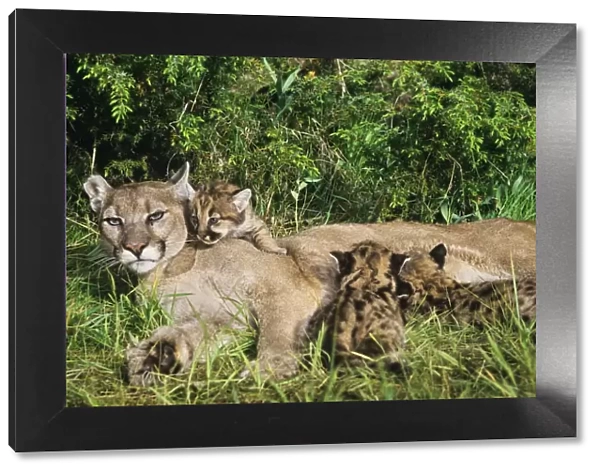Cougar  /  Mountain Lion  /  Puma - mother with young cubs (formerly known as: Felis concolor) MR1266