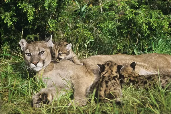 Cougar  /  Mountain Lion  /  Puma - mother with young cubs (formerly known as: Felis concolor) MR1266
