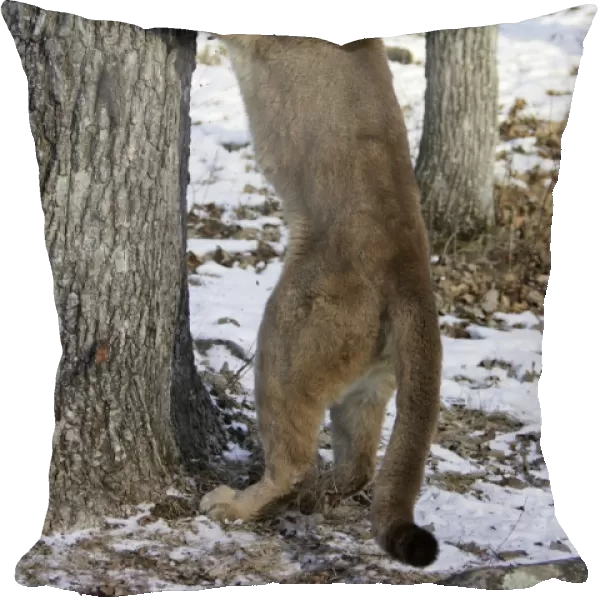 Puma  /  Cougar  /  Mountain Lion - sharpening claws on tree trunk Minnesota USA