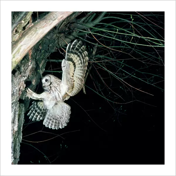 Tawny Owl - in flight, towards nest
