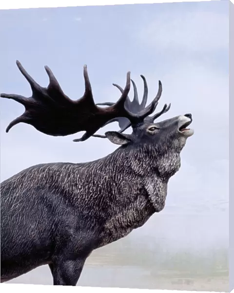 Irish Elk  /  Giant Deer - stag calling, Extinct. Prehistoric reconstruction, Pleistocene Period