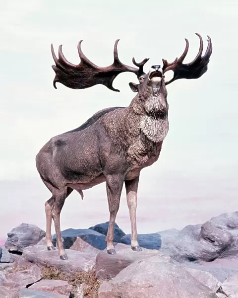 Irish Elk  /  Giant Deer - stag calling. Extinct. Prehistoric reconstruction Pleistocene Period