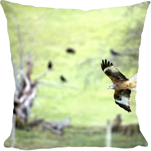 Red Kite - In flight - Wales - UK - Protected in the UK and increasing its range - Mainly found in Wales - Found in western Europe and extreme northern Africa - Lives in open wooded land