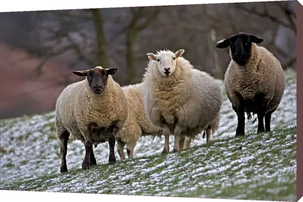 Sheep -Wales, UK- Mixture of Suffolk and Welch mountain breeds on snowy hillside