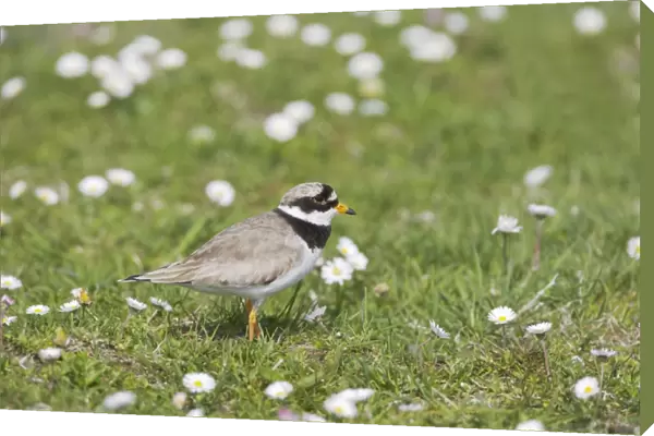 Ringed Plover - On machair Charadrius hiaticula South Uist, Outer hebrides Scotland, UK BI016776