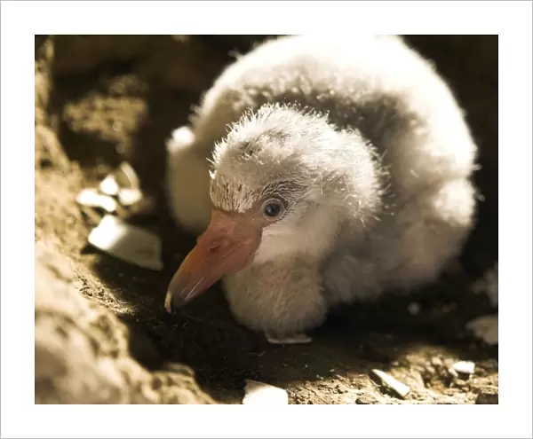 Newly hatched Greater Flamingo chick