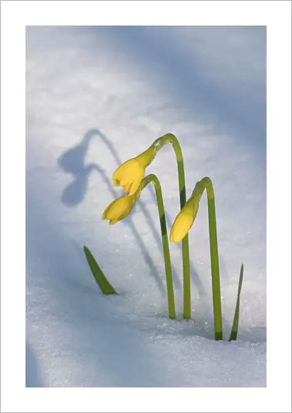 Daffodils flowering through spring snowfall