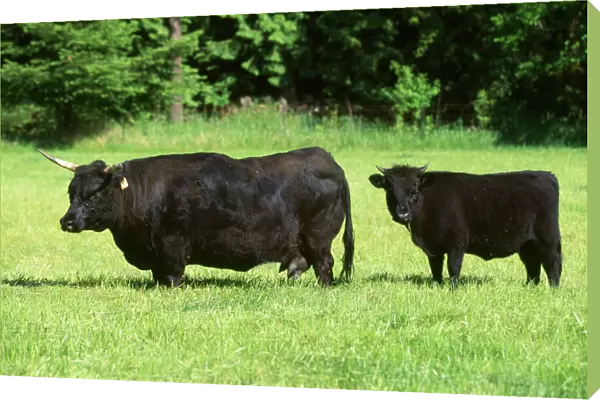 Dexter Cattle. Adult and calf Origin: Ireland