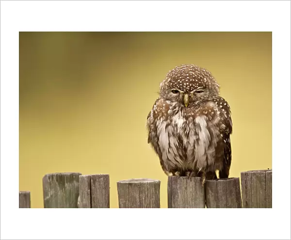 Pearl-spotted Owl - Sitting on fence - Kalahari - Botswana