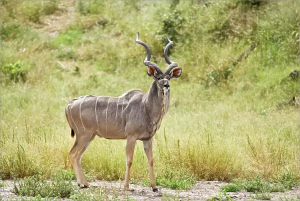 Greater Kudu - Male standing at approach to water hole - Okavango - Botswana