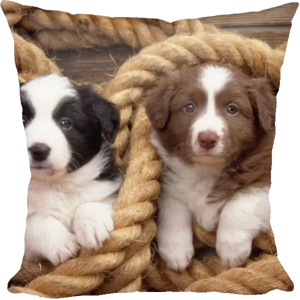 Border Collie Dog - puppies in rope