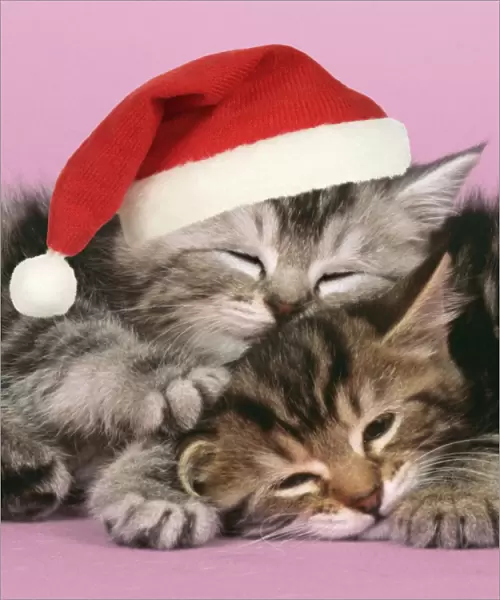 Cat - 2 kittens one sleeping wearing Christmas hat. Digital Manipulation: Cropped further, Hat (JD), closed eyes