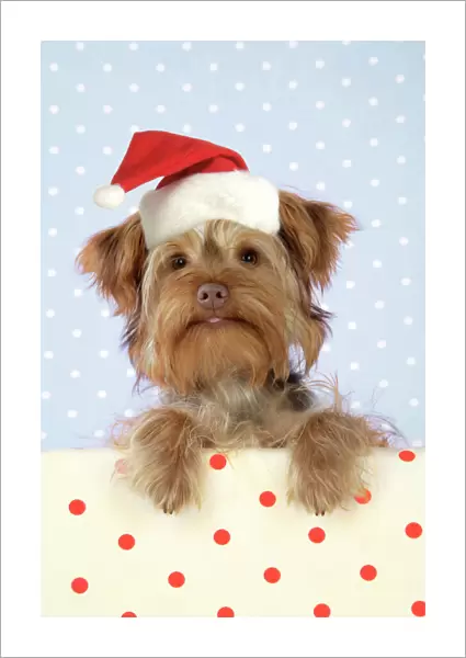 DOG. Poodle X Yorkie ( Yoodle or Yorkie Poo ) Digital Manipulation: changed colour background, JD hat