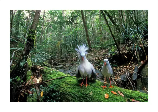 Kagu - Male with crest erect - Rainforests of New Caledonia JPF47259