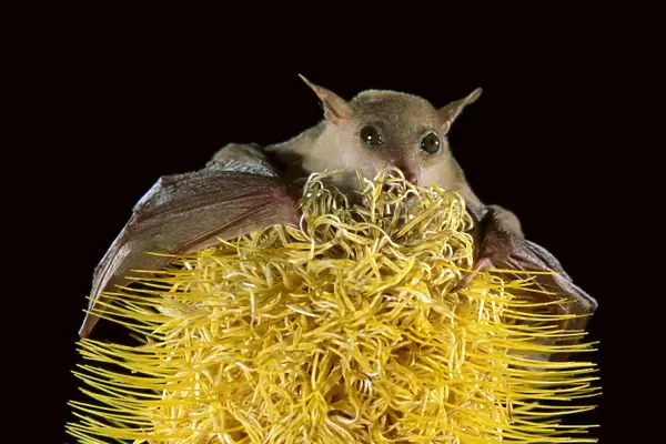 Northern blossom-Bat - feeding on banksia, North Queensland, Australia, South-east Asia, Melanesia, Northern Australia JPF28972