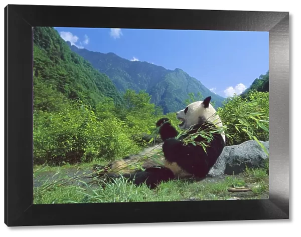 Giant Panda - Lying back feeding with mountains in background - Wolong Reserve - Sichuan - China JPF36393