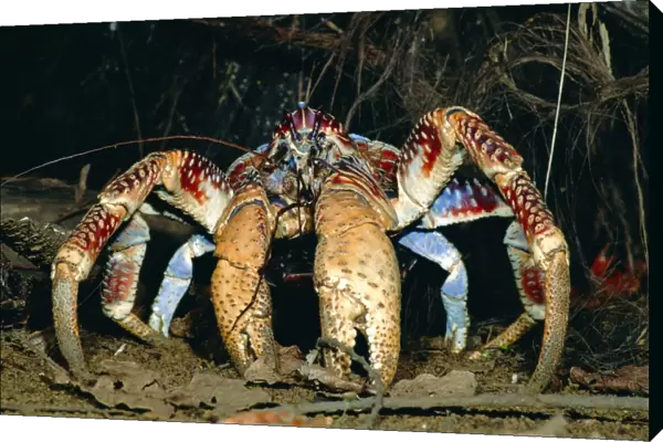 Robber  /  Coconut Crab - Christmas Island - Indian Ocean (Australian Territory) JPF35915