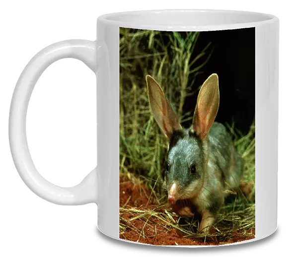 Bilby  /  Rabbit-eared BANDICOOT - Central Australian deserts JPF0037d