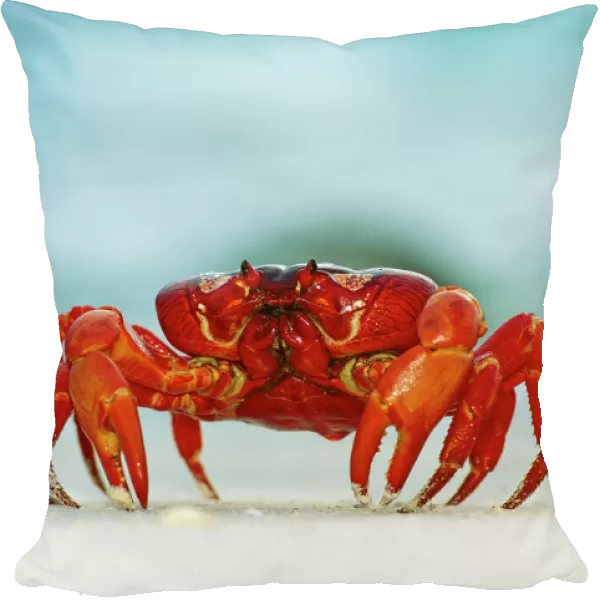 Red Crab (A land crab) - Single crab on beach close up - Christmas Island - Indian Ocean (Australian Territory) JPF35007