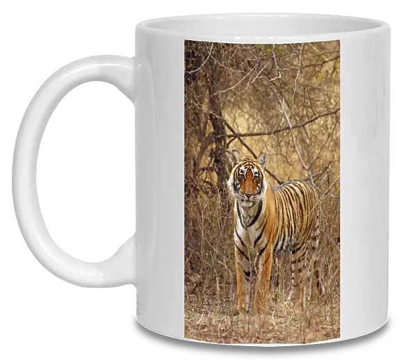 Royal Bengal  /  Indian Tiger in the grassland, Ranthambhor National Park, India