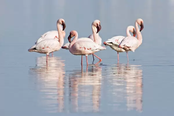 Lesser Flamingos - At rest in a lagoon Near Swakopmund-Namibia-Africa