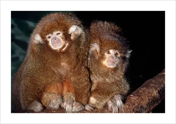 Bolivian Grey Titi Monkey Tropical rainforests of Bolivia
