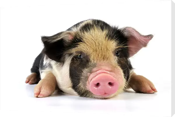 Pig - 2 week old Kune Kune piglet