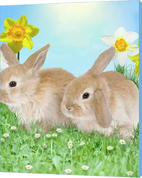 Rabbit - with daffodils Digital Manipulation: Rabbits, sky & grass all JD. Daffodils & daisys SPH
