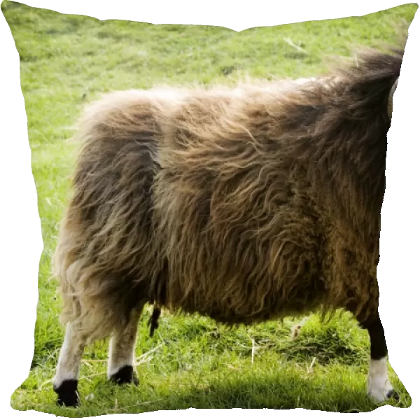 Shetland sheep - ram. Rare Breed Trust Cotswold Farm Park Temple Guiting near Stow on the Wold UK. The smallest breed of British sheep it was thought to be brought to the Shetlands by the Vikings over 1000 years ago