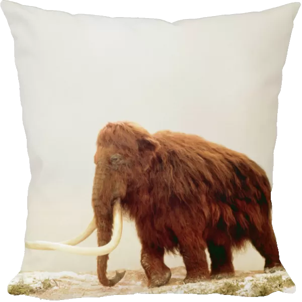 Prehistoric Reconstruction AH 86 Woolly Mammoth © Arthur Hayward ARDEA LONDON