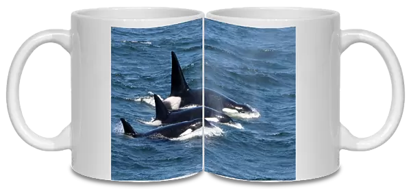 Killer Whales - Transient type - Adult male - Monterey Bay - Pacific Ocean - California - USA - April