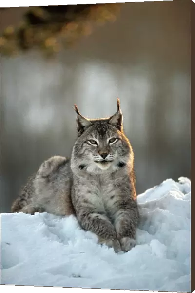 Eurasian Lynx - Lying down in snow - Jura Mountains - eastern France JFL00234