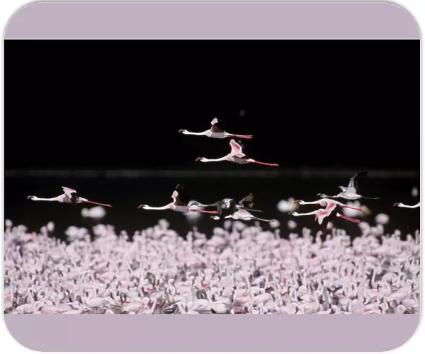Lesser Flamingo - massed flock, some in flight, Lake Nakuru National Park, Kenya, Africa JFL00745