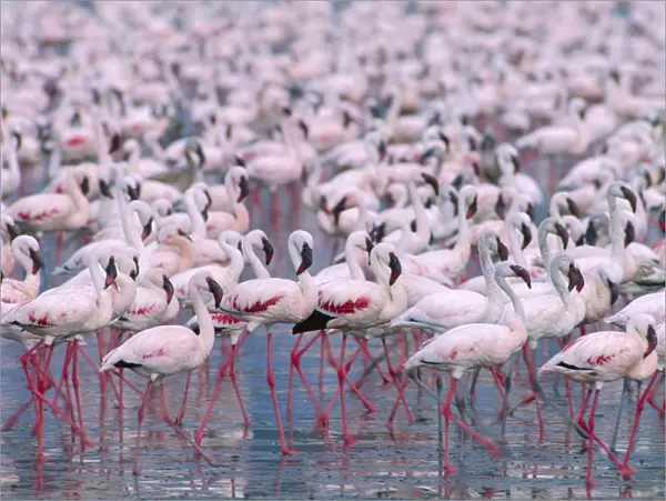 Lesser flamingos - massed flock - Lake Nakuru National Park, Kenya JFL00782