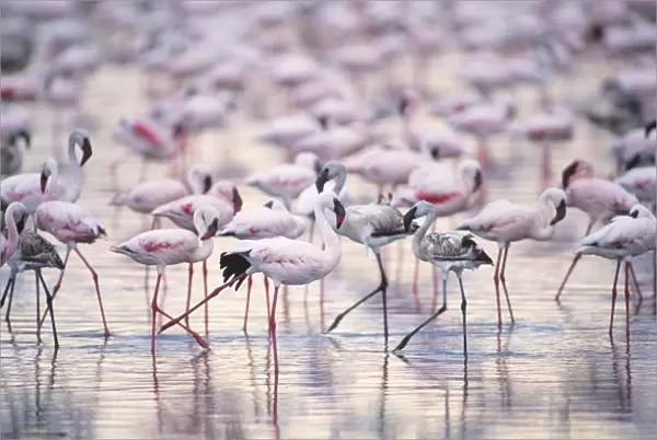 Lesser Flamingo - massed flock - including juveniles - Lake Nakuru National Park, Kenya, Africa JFL00807