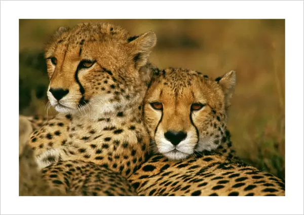 Cheetah - pair - Masai Mara National Reserve - Kenya JFL03319