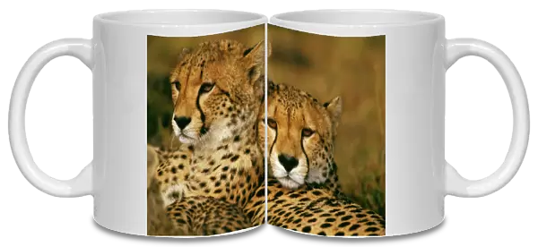 Cheetah - pair - Masai Mara National Reserve - Kenya JFL03319