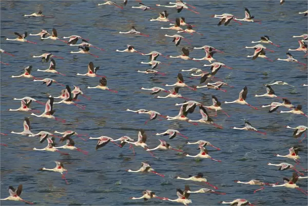 Lesser Flamingo and Greater Flamingo (Phoenicopterus ruber) in flight over Lake Bogoria, Rift Valley, Kenya, Africa JFL05842