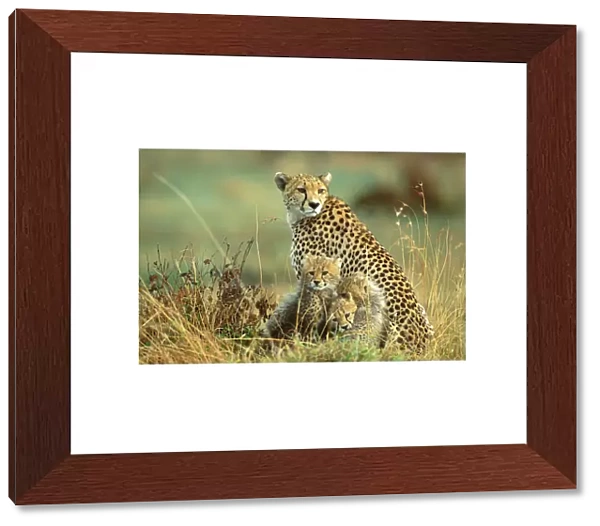 Cheetah - mother with two or three-month old cubs - Masai Mara National Reserve - Kenya JFL14428