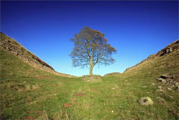 Hadrian's Wall - Sycamore Gap, beside Steel Rig, Northumberland National Park, autumn, England