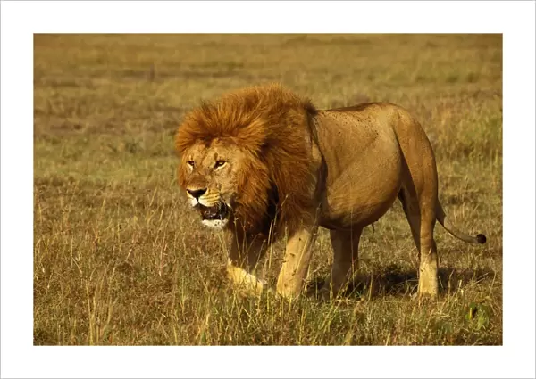 African Lion - Stalking - Maasai Mara National Reserve - Kenya - Africa JFL06612