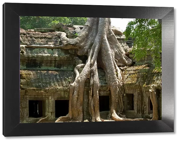 Angkor Tree roots cover - Ta Prohm - Cambodia