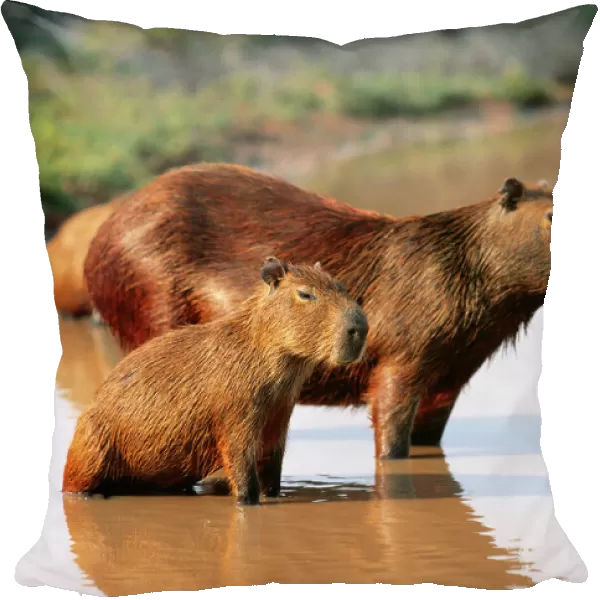 Capybara FG 9573 Mother and young, S. America, Venezuela Hydrochaeris hydrochaeris © Francois Gohier  /  ARDEA LONDON