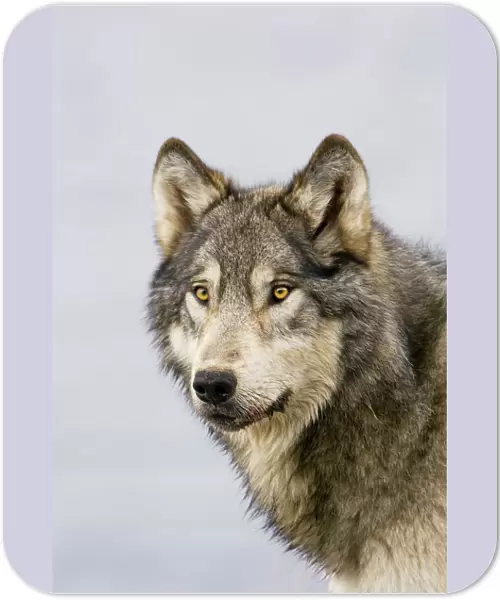 Wild Grey Wolf - autumn - Greater Yellowstone Area - Wyoming - USA _C3C0069