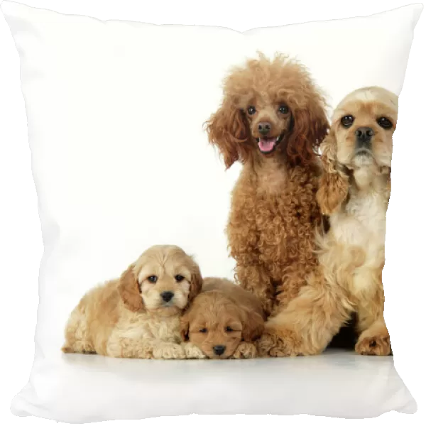 Dog. Cockerpoo puppies (7 weeks old) with parents