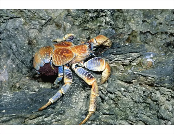Robber  /  Coconut Crab - Female carrying eggs to the sea - Christmas Island - Indian Ocean (Australian Territory) JPF35931