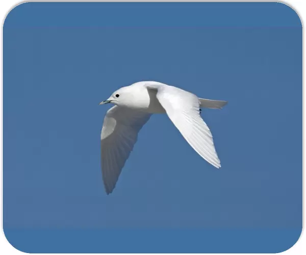 Ivory Gull - adult in flight - Plymouth - MA - USA - January